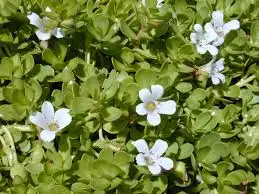 <p>Bacopa Monnieri</p>